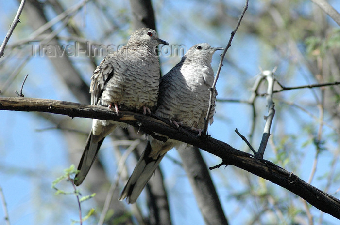 usa741: USA - Sonoran Desert (Arizona): lovebirds - Inca Doves on a tree - Columbina inca - birds - fauna (photo by K.Osborn) - (c) Travel-Images.com - Stock Photography agency - Image Bank