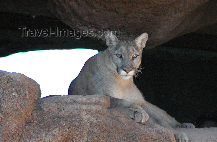 usa743: USA - Arizona - puma - Puma concolor - (c) Travel-Images.com - Stock Photography agency - Image Bank