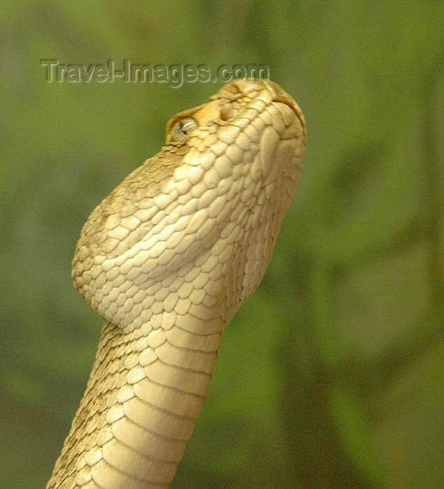 usa744: USA - Sonoran Desert (Arizona): Rattlesnake - fauna - repltile - animal (photo by K.Osborn) - (c) Travel-Images.com - Stock Photography agency - Image Bank