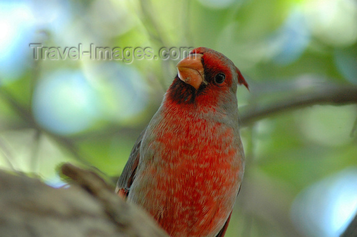 usa745: Sonoran Desert (Arizona): red cardinal (photo by K.Osborn) - (c) Travel-Images.com - Stock Photography agency - Image Bank