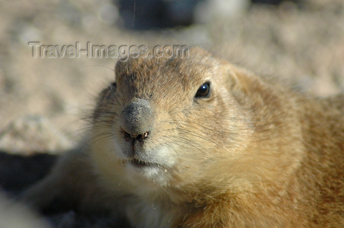 usa746: USA - Sonoran Desert (Arizona): Round-tail Ground Squirrel - Citellus tereticaudus (photo by K.Osborn) - (c) Travel-Images.com - Stock Photography agency - Image Bank