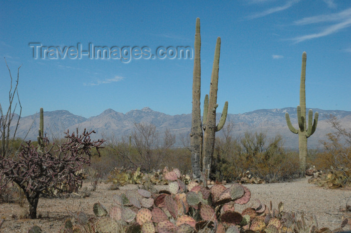 usa747: USA - Sonoran Desert (Arizona): horizon (photo by K.Osborn) - (c) Travel-Images.com - Stock Photography agency - Image Bank