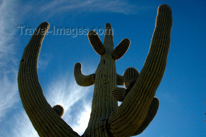 usa748: USA - Sonoran Desert (Arizona): standing tall - saguaro cactus - Carnegia gigantea (photo by K.Osborn) - (c) Travel-Images.com - Stock Photography agency - Image Bank
