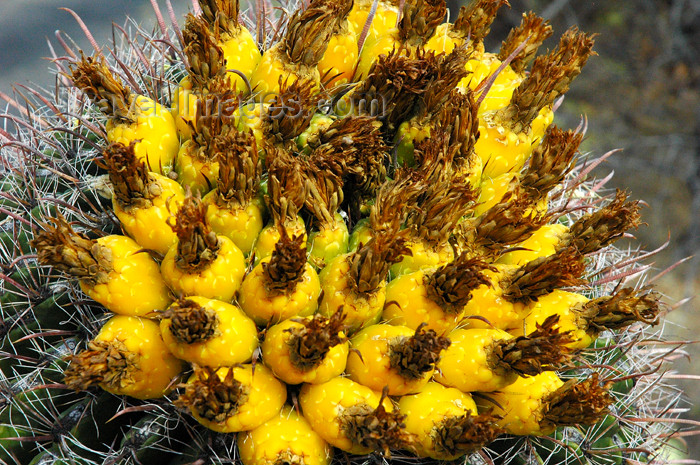 usa750: USA - Sonoran Desert (Arizona): flowering Arizona barrel cactus - Ferocactus wislizeni (photo by K.Osborn) - (c) Travel-Images.com - Stock Photography agency - Image Bank