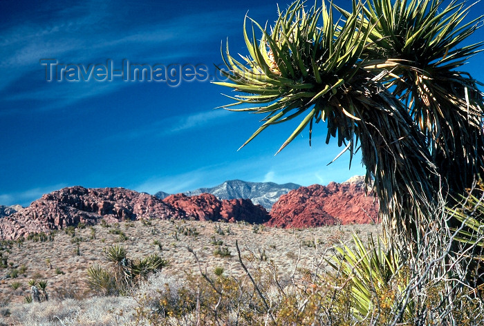 usa805: USA - Red Rock Canyon (Nevada): Yucca tree - Yucca decipiens - photo by J.Fekete - (c) Travel-Images.com - Stock Photography agency - Image Bank