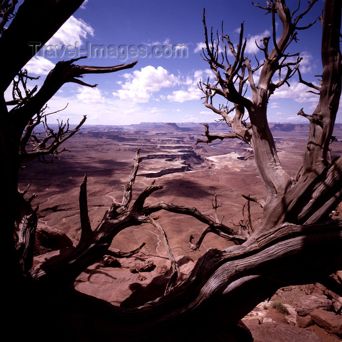 usa810: USA - Canyonlands National Park (Utah): dead tree and the Colorado Plateau - near Moab - photo by J.Fekete - (c) Travel-Images.com - Stock Photography agency - Image Bank