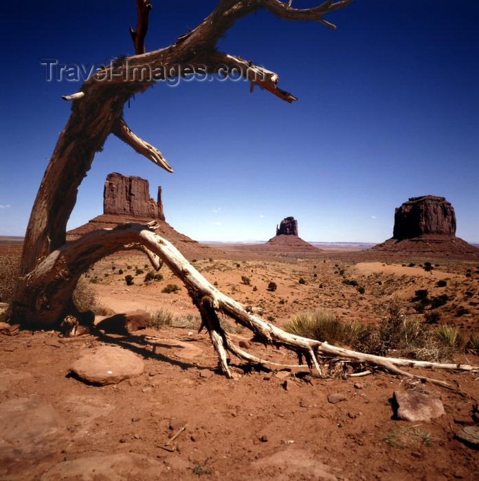 usa822: Monument Valley (Arizona): Merrick Butte and Mittens - dead tree - photo by J.Fekete - (c) Travel-Images.com - Stock Photography agency - Image Bank