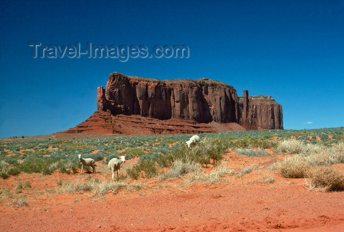 usa826: Monument Valley (Arizona): Sheep grazing and butte - Tribal Land - photo by J.Fekete - (c) Travel-Images.com - Stock Photography agency - Image Bank