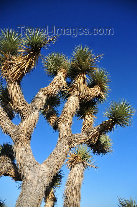 usa832: Death Valley National Park, California, USA: Joshua tree / Yucca palm, Yucca brevifolia - monocotyledonous tree is native to southwestern North America - evergreen, stiff and dagger-like leaves - photo by M.Torres - (c) Travel-Images.com - Stock Photography agency - Image Bank