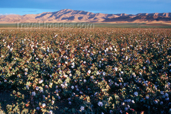 usa843: California: Cotton field - agriculture - photo by J.Fekete - (c) Travel-Images.com - Stock Photography agency - Image Bank