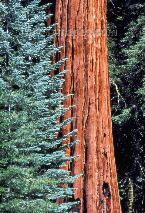 usa847: California: Giant Sequoia tree - photo by J.Fekete - (c) Travel-Images.com - Stock Photography agency - Image Bank