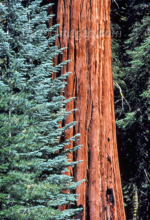 usa847: California: Giant Sequoia tree - photo by J.Fekete - (c) Travel-Images.com - Stock Photography agency - Image Bank