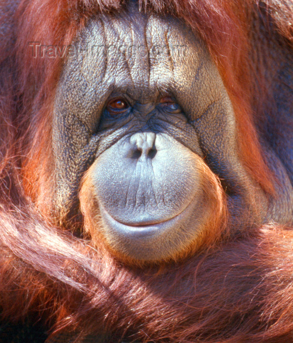 usa91: San Diego (California): Orangutan face - smile for the camera - zoo - Pongo abelii - animal - Asian fauna - animal in captivity - photo by J.Fekete - (c) Travel-Images.com - Stock Photography agency - Image Bank