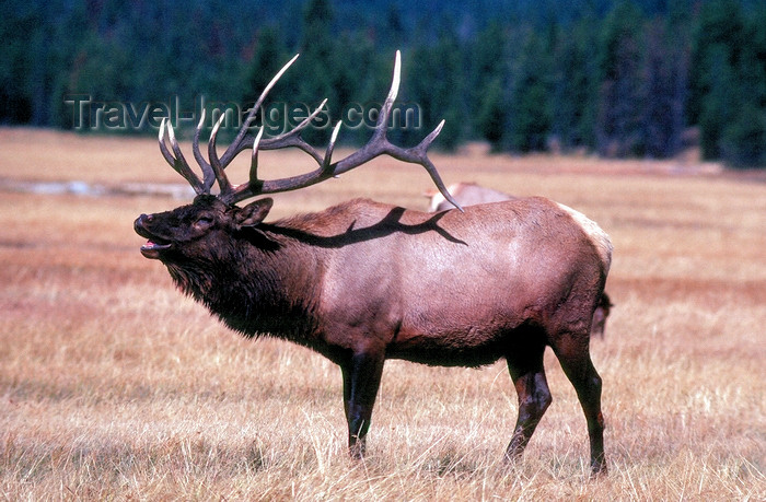 usa932: USA - Wyoming: Elk on field during the rutting season - Cervus canadensis - fauna - wildlife - photo by J.Fekete - (c) Travel-Images.com - Stock Photography agency - Image Bank
