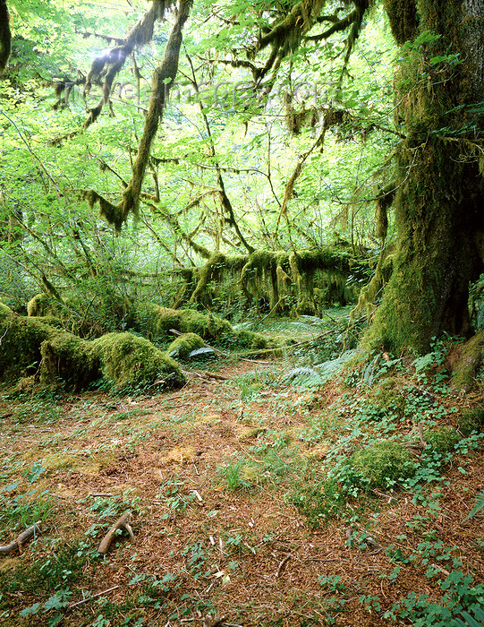 usa934: USA - Hoh Rainforest (Washington): moss draped Bigleaf maple - photo by  J.Fekete - (c) Travel-Images.com - Stock Photography agency - Image Bank