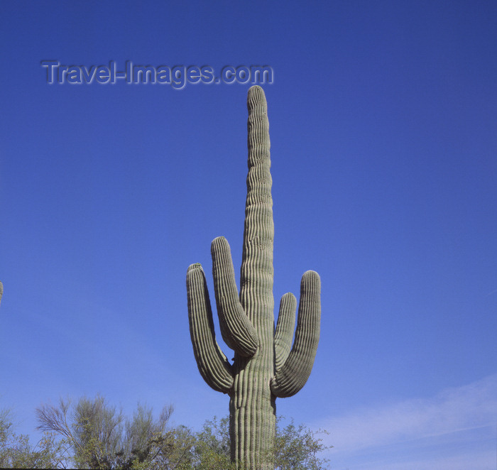 usa970: USA - Arizona: Saguro Cactus - iconic image - photo by A.Bartel - (c) Travel-Images.com - Stock Photography agency - Image Bank