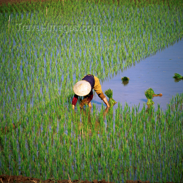 vietnam13: Vietnam: peasant woman on the rice paddies -  planting rice - agriculture of Indochina - photo by W.Allgower - (c) Travel-Images.com - Stock Photography agency - Image Bank