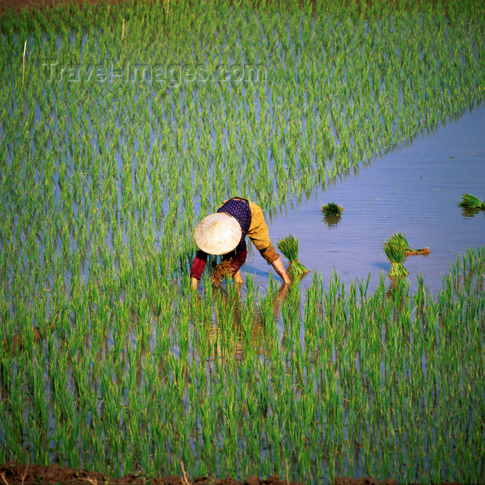 vietnam13: Vietnam: peasant woman on the rice paddies -  planting rice - agriculture of Indochina - photo by W.Allgower - (c) Travel-Images.com - Stock Photography agency - Image Bank