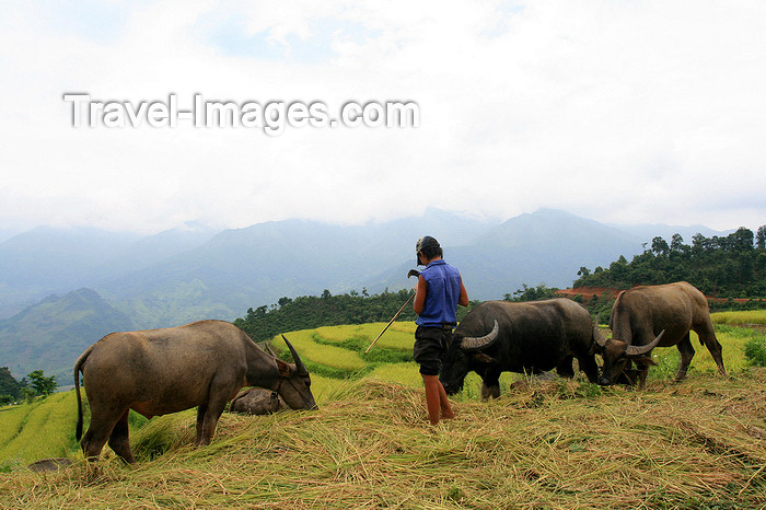 vietnam135: Ba Be National Park - Vietnam: farmer with water-buffaloes - photo by Tran Thai - (c) Travel-Images.com - Stock Photography agency - Image Bank