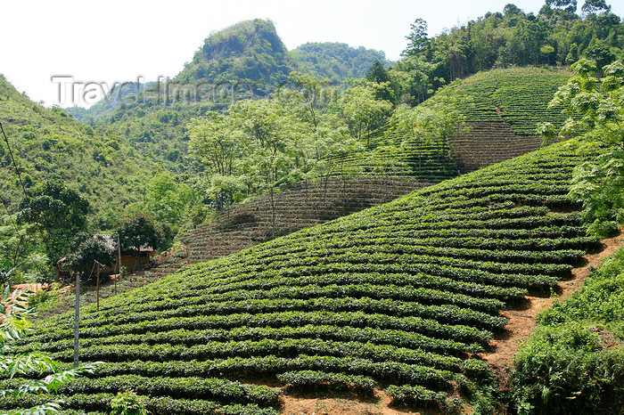 vietnam146: Ba Be National Park - Vietnam: tea plantation - a daily drink in Vietnam most of Asia - photo by Tran Thai - (c) Travel-Images.com - Stock Photography agency - Image Bank