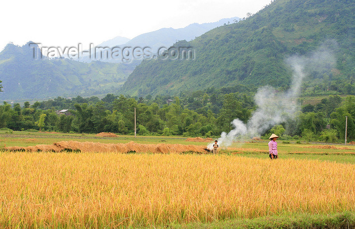 vietnam147: Ba Be National Park - Vietnam: ripe rice field - photo by Tran Thai - (c) Travel-Images.com - Stock Photography agency - Image Bank