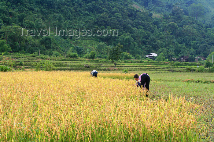 vietnam148: Ba Be National Park - Vietnam: peasants harvesting rice with sickles - photo by Tran Thai - (c) Travel-Images.com - Stock Photography agency - Image Bank