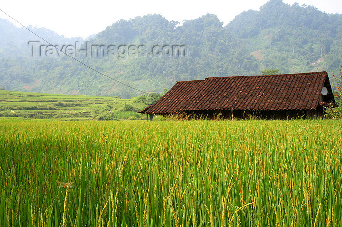 vietnam154: Ba Be National Park - Vietnam: rice field and house - photo by Tran Thai - (c) Travel-Images.com - Stock Photography agency - Image Bank