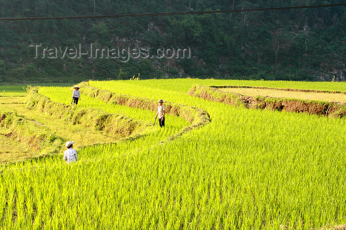 vietnam155: Ba Be National Park - Vietnam: farmers in a rice terrace - photo by Tran Thai - (c) Travel-Images.com - Stock Photography agency - Image Bank