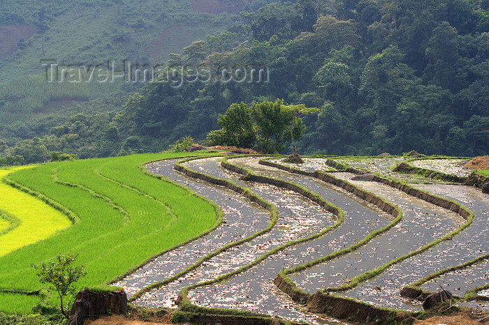 vietnam156: Ba Be National Park - Vietnam: flooded rice terraces - photo by Tran Thai - (c) Travel-Images.com - Stock Photography agency - Image Bank