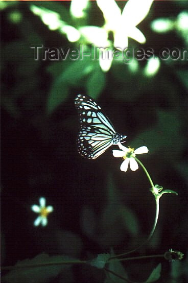 vietnam25: Cat-Ba Cat-Ba National Park - Vietnam: butterfly on a flower - insect - photo by W.Schipper - (c) Travel-Images.com - Stock Photography agency - Image Bank