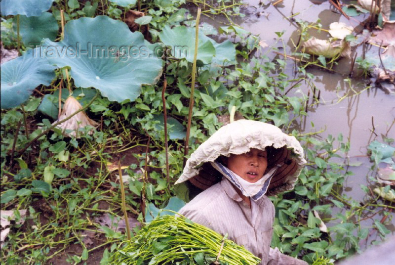 vietnam41: Vietnam - Hue - Thua Thien province: wearing a water-lilly as an hat - water-lilly collector - photo by N.Cabana - (c) Travel-Images.com - Stock Photography agency - Image Bank
