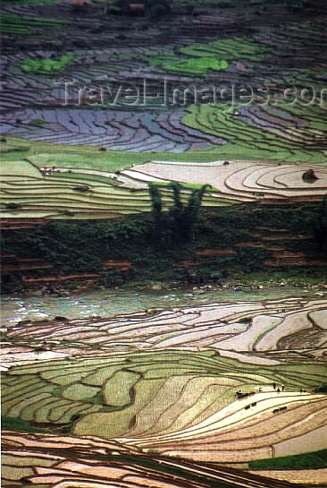 vietnam72: Vietnam - Lao Cai Province - northeast region - Hmong country: terraced rice paddies - photo by W.Schipper - (c) Travel-Images.com - Stock Photography agency - Image Bank