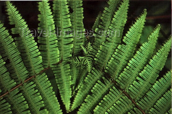 vietnam73: Cat-Ba National Park: in the jungle - fern leaves - UNESCO  Biosphere reserve of the world - photo by W.Schipper - (c) Travel-Images.com - Stock Photography agency - Image Bank