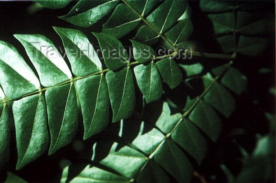 vietnam74: Cat-Ba Cat-Ba National Park - Vietnam: in the jungle - fern - photo by W.Schipper - (c) Travel-Images.com - Stock Photography agency - Image Bank