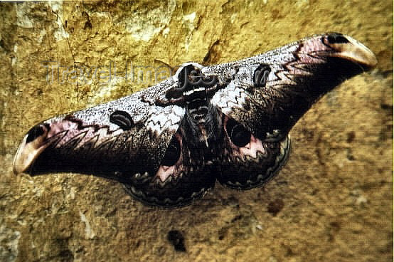 vietnam75: Cat-Ba Cat-Ba National Park - Vietnam: moth on a rock - photo by W.Schipper - (c) Travel-Images.com - Stock Photography agency - Image Bank