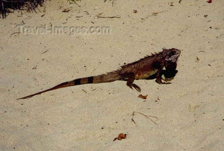 virgin-us1: US Virgin Islands - Saint Thomas: Lindbergh bay - iguana at the Best Western Carib beach resort - reptile (photo by Miguel Torres) - (c) Travel-Images.com - Stock Photography agency - Image Bank