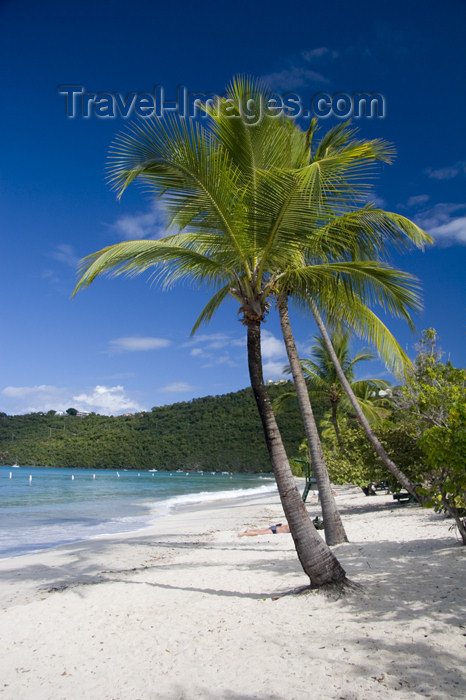 virgin-us41: US Virgin Islands - St. Thomas - Magens Bay: beach - white sand and coconut trees - Scenic View (photo by David Smith) - (c) Travel-Images.com - Stock Photography agency - Image Bank