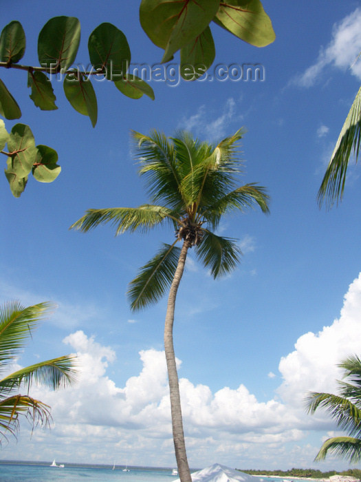 virgin-us62: USVI - St. Thomas - coconut tree by the beach - photo by G.Friedman - (c) Travel-Images.com - Stock Photography agency - Image Bank