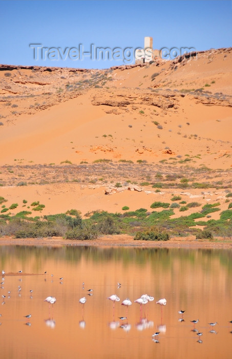 western-sahara39: Laâyoune / El Aaiun, Saguia el-Hamra, Western Sahara: flamingos and old watch tower on the edge of the desert - Oued Saqui el-Hamra - photo by M.Torres - (c) Travel-Images.com - Stock Photography agency - Image Bank