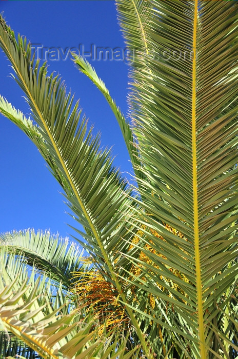 western-sahara4: Laâyoune / El Aaiun, Saguia el-Hamra, Western Sahara: palm leaves - Blvd Hadji Baba Ahmed - photo by M.Torres - (c) Travel-Images.com - Stock Photography agency - Image Bank