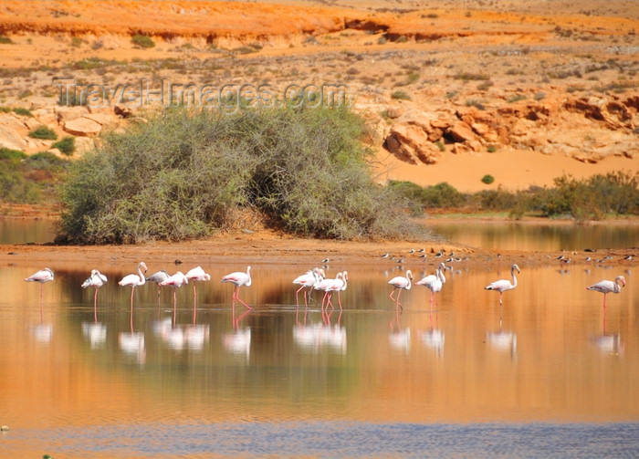 western-sahara43: Laâyoune / El Aaiun, Saguia el-Hamra, Western Sahara: flamingos reflected on the water of the Oued Saqui el-Hamra - photo by M.Torres - (c) Travel-Images.com - Stock Photography agency - Image Bank