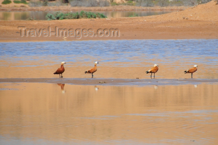 western-sahara45: Laâyoune / El Aaiun, Saguia el-Hamra, Western Sahara: red ducks - Oued Saqui el-Hamra - photo by M.Torres - (c) Travel-Images.com - Stock Photography agency - Image Bank
