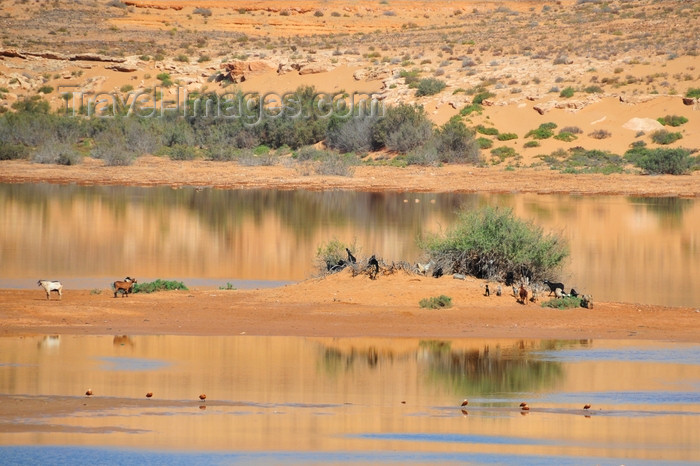 western-sahara47: Laâyoune / El Aaiun, Saguia el-Hamra, Western Sahara: island of goats in the Oued Saqui el-Hamra - photo by M.Torres - (c) Travel-Images.com - Stock Photography agency - Image Bank