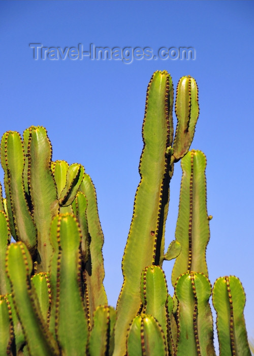 western-sahara5: Laâyoune / El Aaiun, Saguia el-Hamra, Western Sahara: cactus - Blvd Hadji Baba Ahmed - photo by M.Torres - (c) Travel-Images.com - Stock Photography agency - Image Bank