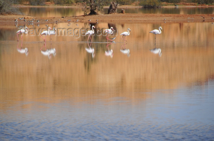 western-sahara52: Laâyoune / El Aaiun, Saguia el-Hamra, Western Sahara: flamingos on the move - Oued Saqui el-Hamra - photo by M.Torres - (c) Travel-Images.com - Stock Photography agency - Image Bank