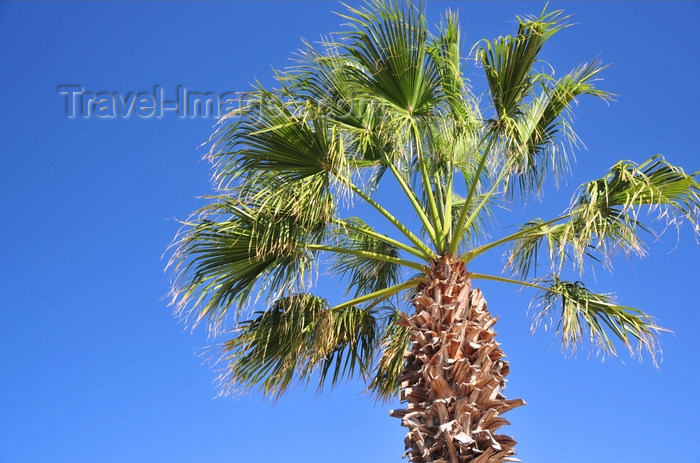 western-sahara9: Laâyoune / El Aaiun, Saguia el-Hamra, Western Sahara: fan palm - Blvd Hadji Baba Ahmed - photo by M.Torres - (c) Travel-Images.com - Stock Photography agency - Image Bank