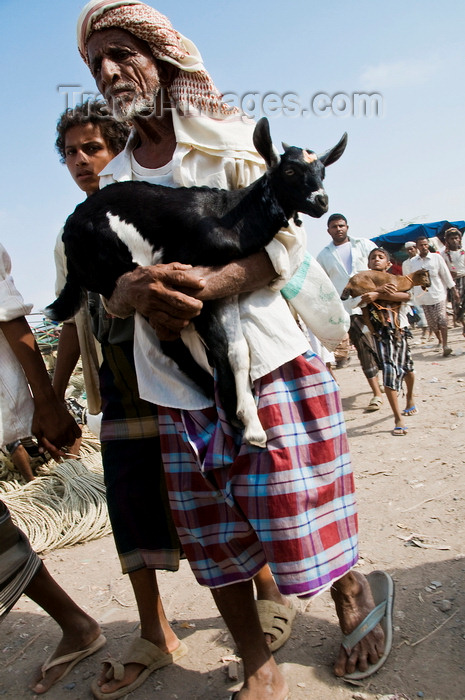 yemen100: Bayt al-Faqih, Al Hudaydah governorate, Yemen: Man carrying a goat at weekly market. - photo by J.Pemberton - (c) Travel-Images.com - Stock Photography agency - Image Bank