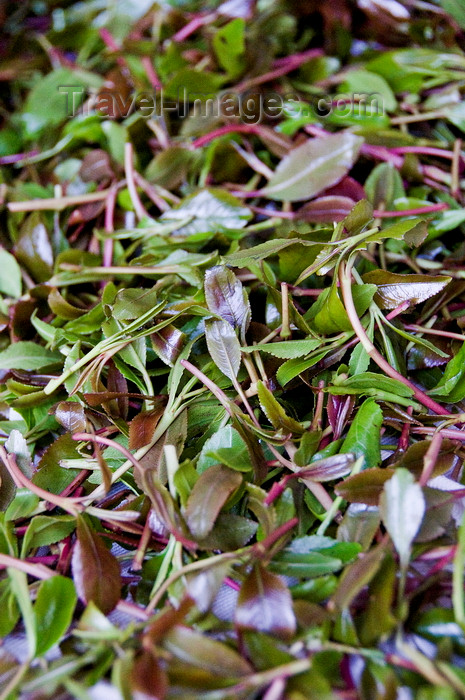 yemen113: Hajjah, Yemen: Khat / Qat leaves - photo by J.Pemberton - (c) Travel-Images.com - Stock Photography agency - Image Bank