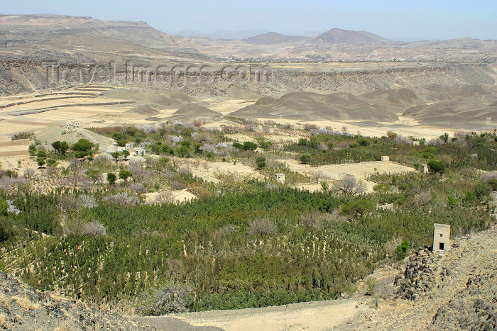 yemen36: Yemen - Sana'a area - landscape with Khat trees and blooming fruit trees - photo by E.Andersen - (c) Travel-Images.com - Stock Photography agency - Image Bank