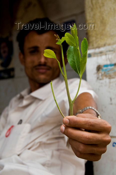 yemen47: Sana'a / Sanaa, Yemen: man offering Qat leaves - Khat / Catha edulis - the plant contains cathinone, an amphetamine-like stimulant reputed to cause excitement, loss of appetite and euphoria - photo by J.Pemberton - (c) Travel-Images.com - Stock Photography agency - Image Bank